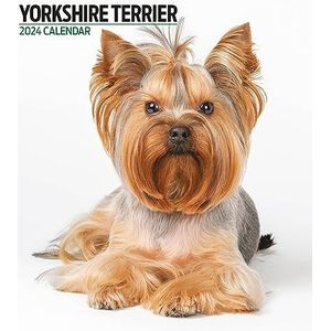 Magnet & Steel Moderne Yorkshire Terrier kalender 2024