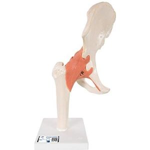 3B Scientific A81/1 Modèle Fonctionnel de Luxe de l'Articulation de la Hanche + logiciel d'anatomie gratuit - 3B Smart Anatomy