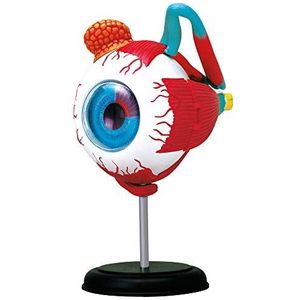 EXPLORA – oog – anatomie van het menselijk lichaam – 546054 – realistisch model met 32 delen – montagehandleiding en educatieve quiz – ontdekkingsset – spel voor kinderen – wetenschappelijk – vanaf 8