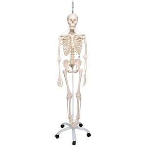 3B Scientific 3B Smart Anatomy A15/3S functioneel skelet met 5 wielen + gratis anatomie-software