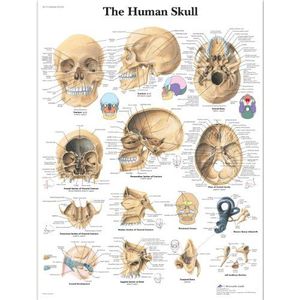 3B Scientific Menselijke anatomie - Het beeld van de menselijke schedel, geplastificeerde versie