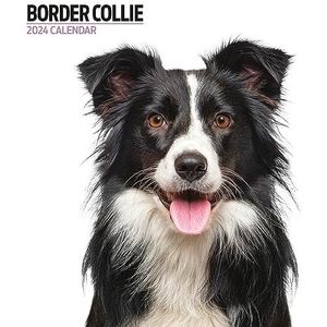 Moderne Border Collie kalender 2024