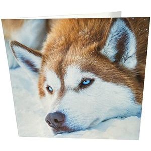 Maturi Blanco wenskaart met Husky-afbeelding, meerkleurig, 441113