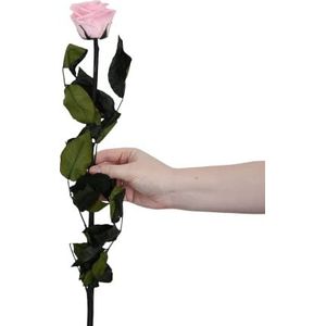 Juli Roze bloemen met steel - roze - premium