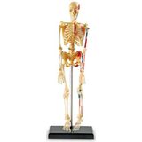 Learning Resources Model menselijk skelet