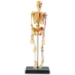 Learning Resources Model menselijk skelet
