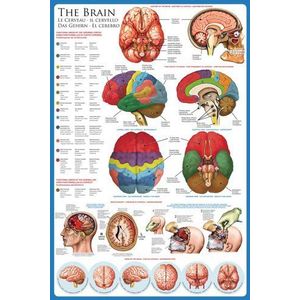 Empire Leerposter in 5 talen over het menselijk hersenen + accessoires voor bevestiging, meerkleurig