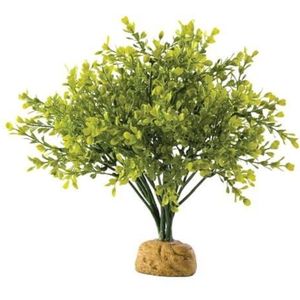Exoterra Buxus in de struik voor aquaria