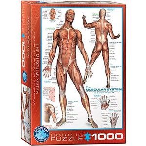 Het Muscular System