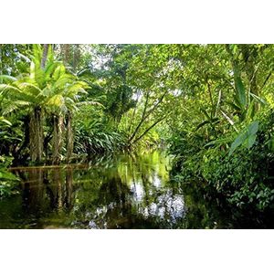 Scenolia Wandtapijt van textiel, bos en rivière in tropische jungle, 4 x 2,70 m, wanddecoratie, trompe-effect, panorama-coating, poster XXL, eenvoudig aan te brengen en HD-kwaliteit