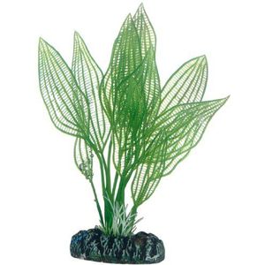 Hobby Aponogeton Aquariumplant 16 cm