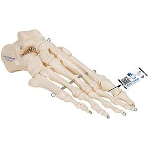 3B Scientific 3B Smart Anatomy skelet van de voet op ijzerdraad + gratis anatomie-software