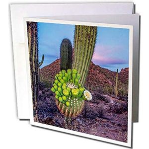 3dRose gc_278476_2 wenskaarten 12 stuks, VS, Arizona, Tucson, Saguaro National Park, Blooming Saguaroo, 15,2 x 15,2 cm