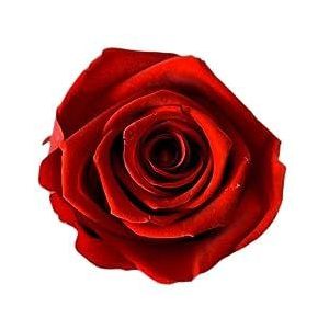 Juli Flowers Têtes de roses rouges vibrantes