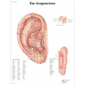 3B Scientific VR1821L Anatomie - acupunctuurbord van het oor, gelamineerde versie