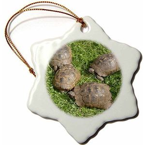 3dRose Turkse sneeuwvlok schildpadden, meerkleurig, 7,6 cm