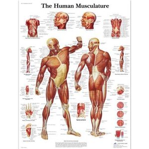 3B Scientific Menselijke spieren, gelamineerd, 1