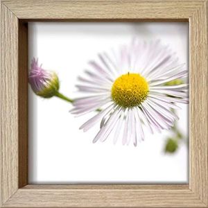 International Graphics Ingelijste ansichtkaart, DürN, Sonja, ""Erigeron annuus"", 16 x 16 cm, houten lijst