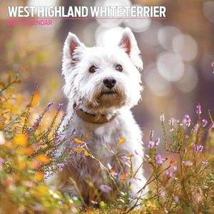 West Highland Traditionele kalender 2025, wit