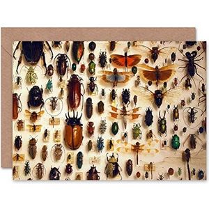 Wee Blue Coo GREETINGS CARD BIRTHDAY GIFT NATUUR FOTO TAXIDERMY VARIED INSECT CABINET