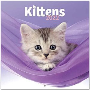 Grupo Erik - Kalender 2021/2022 katten – 16 maanden | wandkalender Simon K & Greg C. | van september 2021 tot december 2022 | 30 x 60 cm, 6 talen, FSC-gecertificeerd