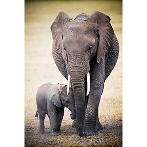 empireposter Empire Poster Africa olifant en baby, 61 x 91,5 cm