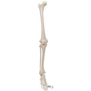 3B Scientific 3B Smart Anatomy skelet van het onderste lid + gratis anatomie-software