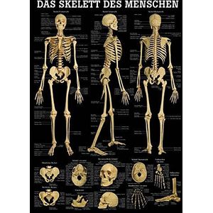 Skelet van de mens skelet 100 x 70 cm