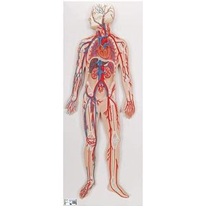3B Scientific G30 Circulation Sanguine + gratis anatomie-software - 3B Smart Anatomy