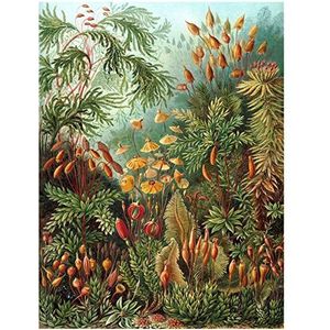 Bumblebeaver Nature Art Ernst Haeckel Sea Plant Biology Germany Vintage Poster Print 30 x 40 cm De Natuur Plant De Biologie Duitse Oude Poster