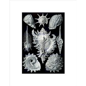 Wee Blue Coo Nature Ernst Haeckel Shell Whelk Biology Vintage muurschildering Duitsland