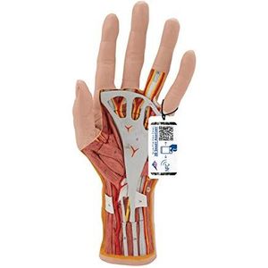 3B Scientific M18 model van de handstructuur, 3 delen + gratis anatomie-software – 3B Smart Anatomy