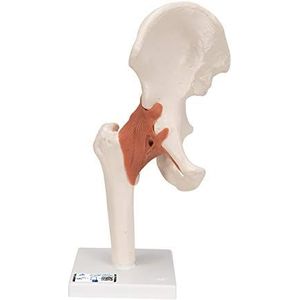 3B Scientific 3B Smart Anatomy A81 heupgewricht, functioneel model + gratis anatomie-software