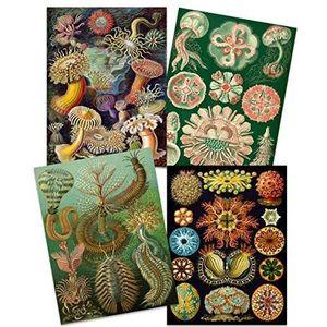 Ernst Haeckel Kunstvormen Der Natur Borden Natuur Vintage Kleurrijke Biologie Kunst Print Poster Home Decor Premium Set van 4