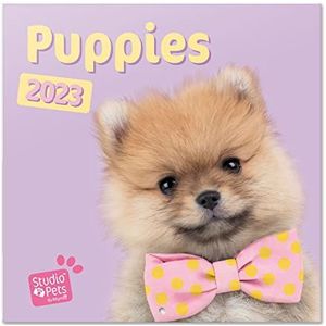 Grupo Erik Studio Pets Puppies Wandkalender 2023, 3,5 x 3,6 m, FSC, vierkante wandplanner 2023, familiekalender 2023, hondenkalender 2023, + 4 maanden bonus
