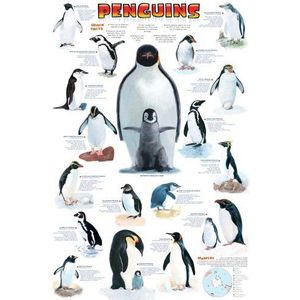 Pinguïn onderwijsposter affiche print - Maxiposter in het Engels - Grootte 61 x 91,5 cm