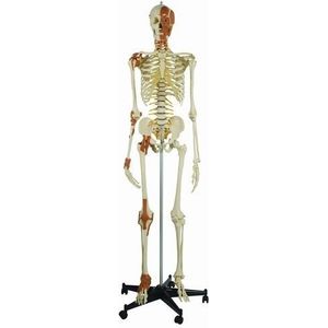 Ruediger Anatomie A272.2 skeletmodel met 6 gewrichtsbanden en gezichts- en nekspieren