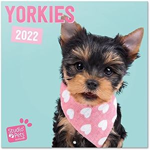 Grupo Erik - Kalender 2021/2022 Studio Pets honden, Yorkshire – 16 maanden | wandkalender, van september 2021 tot december 2022 | 30 x 60 cm, 6 talen, FSC-gecertificeerd