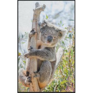 Fussmatte Koala 7596