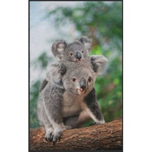 Fussmatte Koala 7629