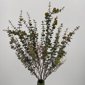 Eucalyptus bos, 60cm