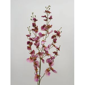 Phalaenopsis (tijgerorchidee) in lila/bordeaux, 96cm