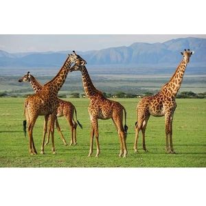 Dieren placemats giraf 28 x 44 cm - Placemats