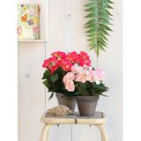 Donkerroze Begonia kunstplant 30 cm in grijze pot - Kunstplanten