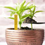 Plantetiketten/plantenlabels - 50x - geel - hout - 10 cm - steeketiketten - Plantetiketten