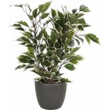Groen/Witte Ficus Kunstplant 40 cm met Plantenpot Mat Antraciet Grijs D13.5 en H12.5 cm