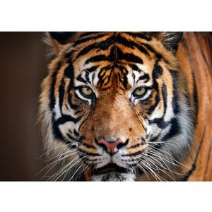 Poster natuur Siberische tijger 84 x 59 cm - Posters