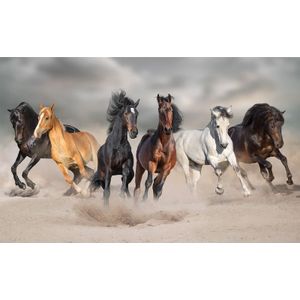 Poster paarden galopperend in het zand 84 x 52 cm - Posters