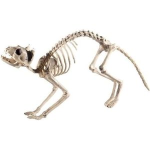 Staande kat/poes skelet 60 cm - Halloween poppen