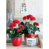 Mica Decorations Kunstplant - Geranium - rood - in pot - D20 x H34 cm - Kunstplanten